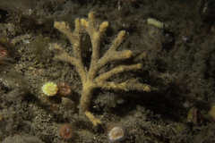 Stelligera stuposa