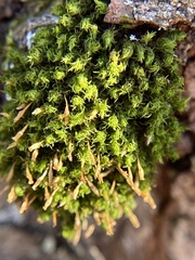 Ulota