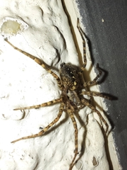 Tegenaria