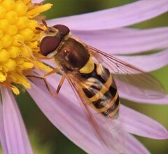 Syrphus rectus