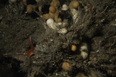 Henricia oculata