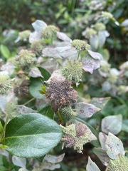 Pycnanthemum muticum