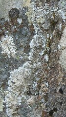 Xanthoparmelia conspersa