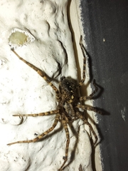 Tegenaria