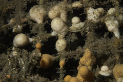 Alcyonium digitatum