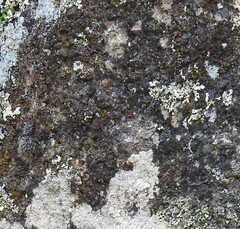 Xanthoparmelia pulla