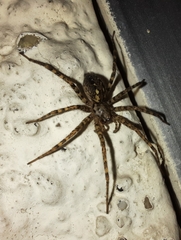 Tegenaria