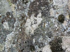 Xanthoparmelia conspersa
