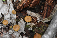 Kuehneromyces