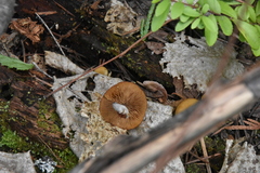 Kuehneromyces