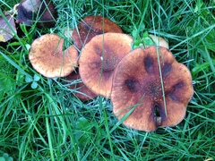 Fungi