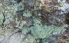 Cladonia chlorophaea