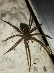 Tegenaria