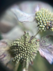 Pycnanthemum muticum