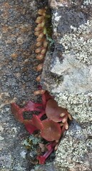 Umbilicus rupestris