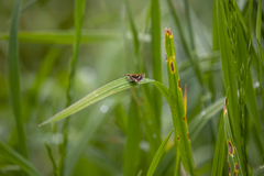 Taractrocera papyria