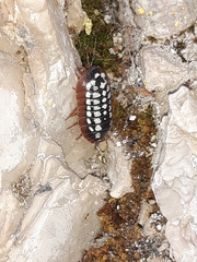 Armadillidium werneri