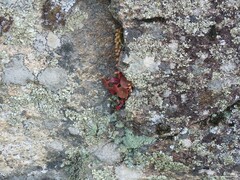 Cladonia chlorophaea