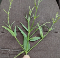 Carlowrightia parviflora