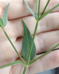 Carlowrightia parviflora