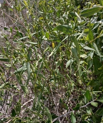 Carlowrightia parviflora