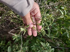 Carlowrightia parviflora