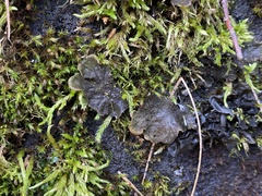 Peltigera evansiana
