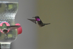 Calliphlox amethystina