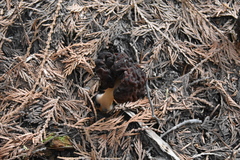 Gyromitra esculenta