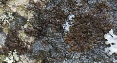 Xanthoparmelia pulla