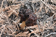 Gyromitra esculenta