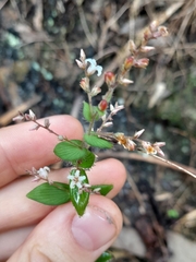 Leucopogon amplexicaulis
