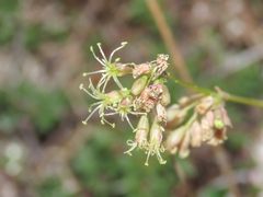 Silene otites