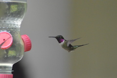 Calliphlox amethystina