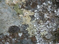 Xanthoparmelia conspersa