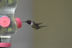 Calliphlox amethystina