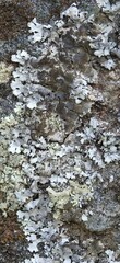 Xanthoparmelia conspersa