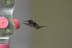 Calliphlox amethystina