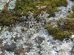 Hedwigia emodica