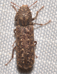 Lichenophanes bicornis