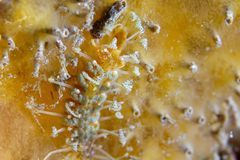 Amblyosyllis