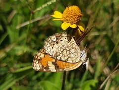 Phyciodes phaon