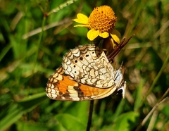 Phyciodes phaon