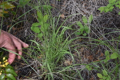 Crepis atribarba