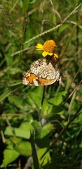 Phyciodes phaon