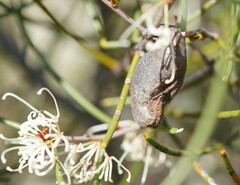 Hakea rostrata