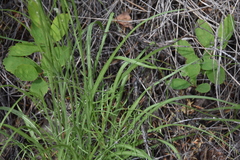 Crepis atribarba