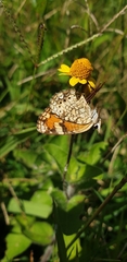 Phyciodes phaon