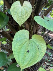Dioscorea bulbifera
