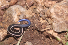 Plestiodon ochoterenae